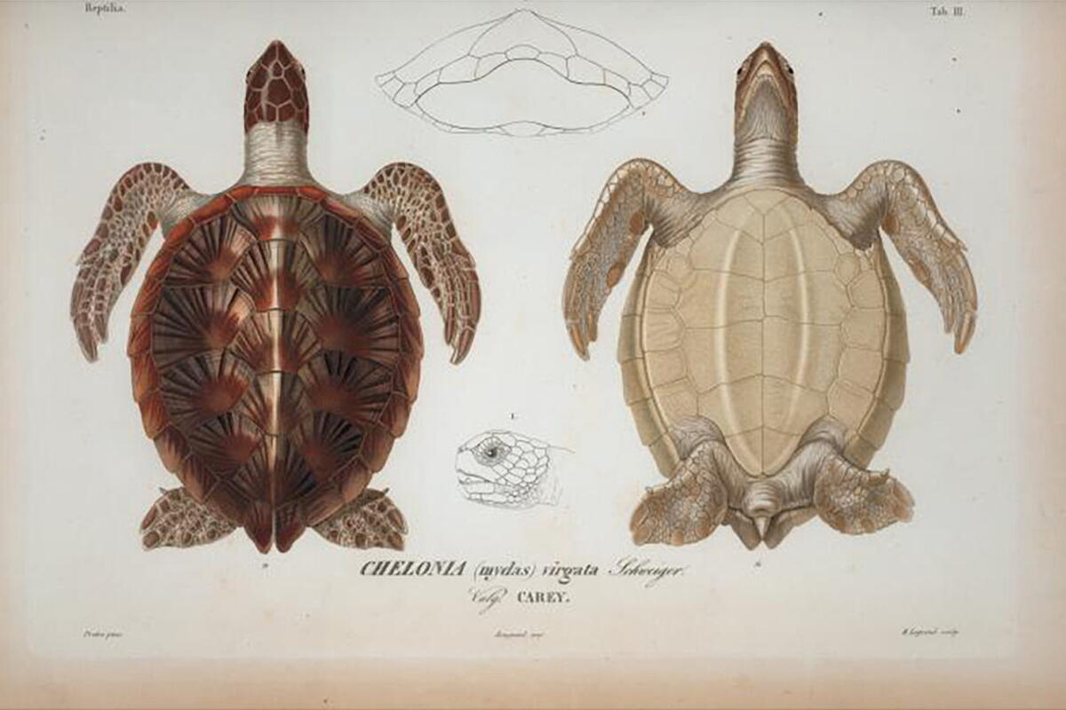 diagram of green sea turtles