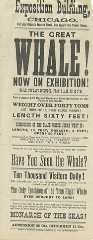 Chicago whale exhibition ad