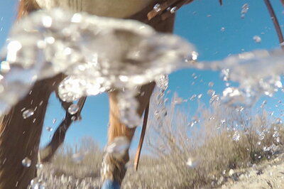 underside of a horse running through a desert