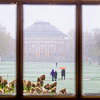 image of the Quad viewed from Illini Union