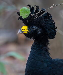 A close up of a bird
